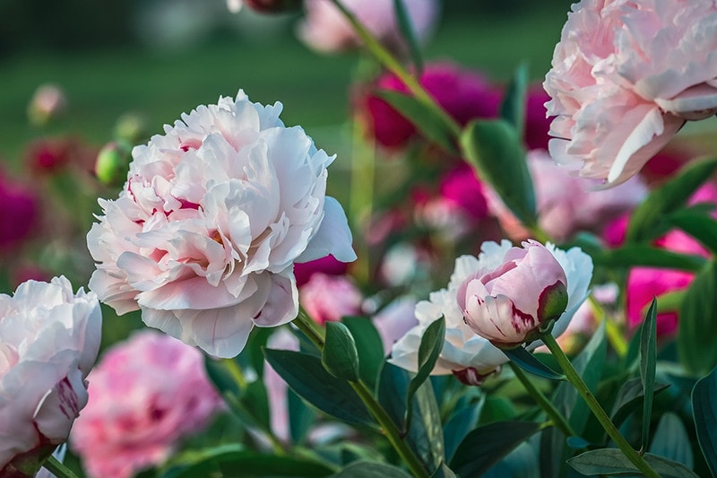 peonies