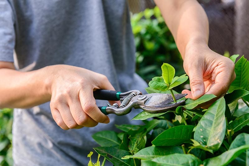 person pruning a plant