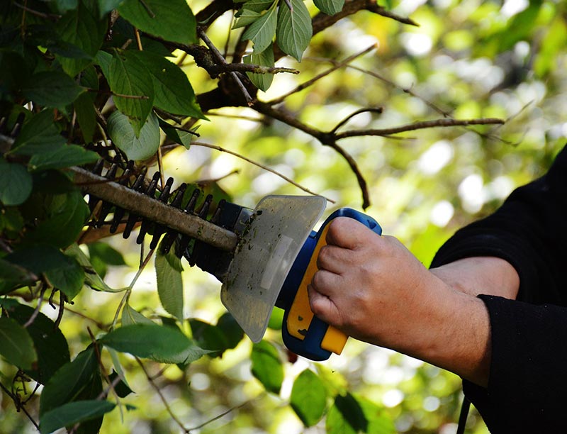 person trimming branches with hedge trimmer