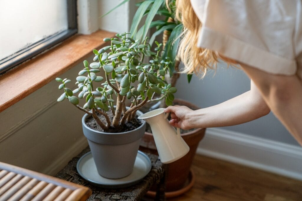 watering bonsai