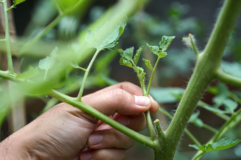 pinching plant