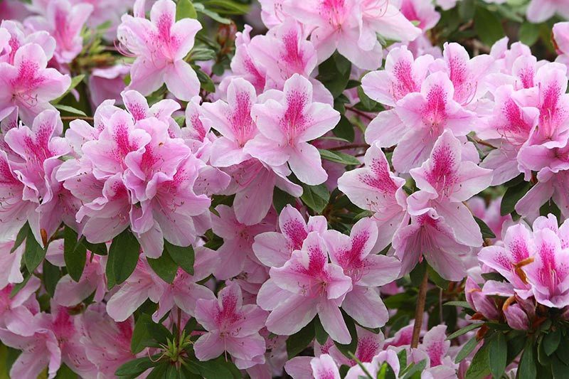 pink azalea flowers bloom