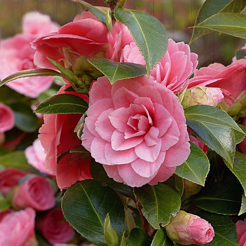 pink camellia flowers