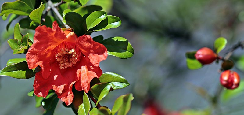 pink camellia in full bloom