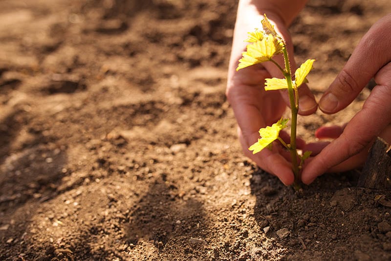 planting grape to the soil