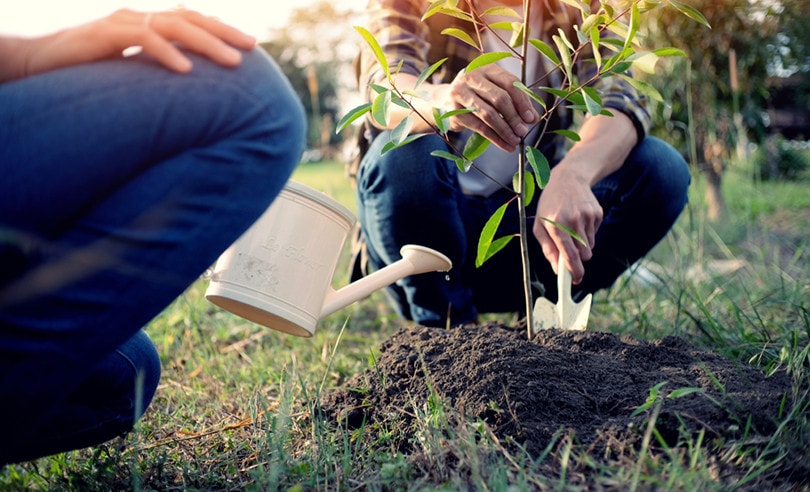 planting tree