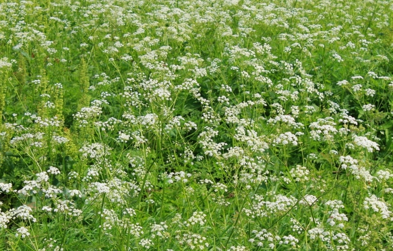 poison hemlock