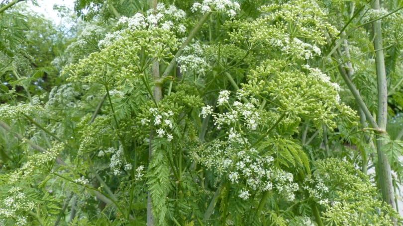 poison hemlock