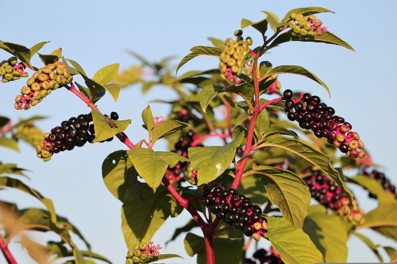 pokeweed plant