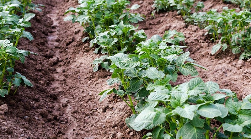 potato plants growing on clay soil