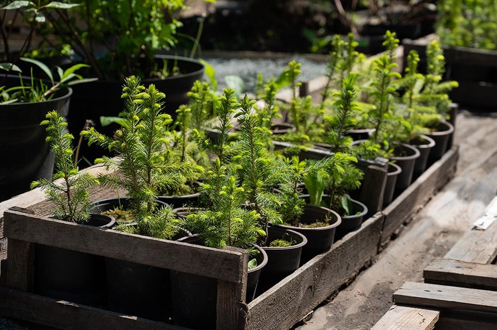 potted pine tree seedlings