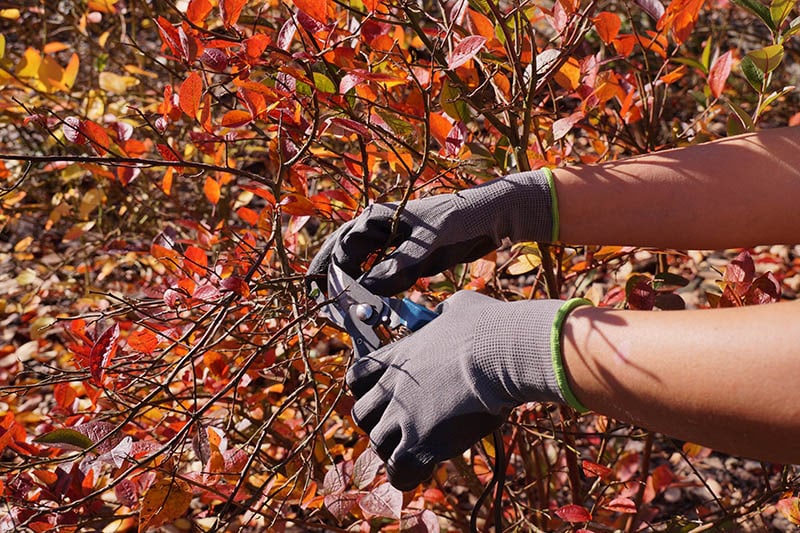 pruning blueberry ranches