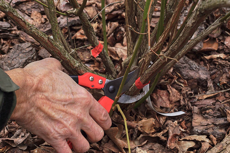 pruning blueberry plant