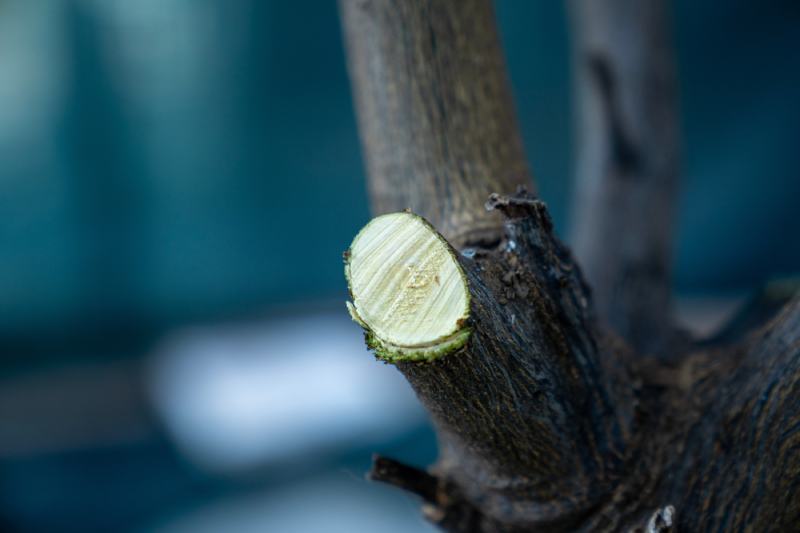 pruning branch cut lemon tree close up
