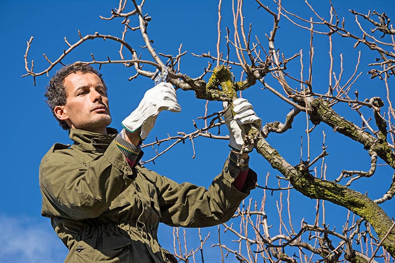 pruning fruit tree with pruning shears