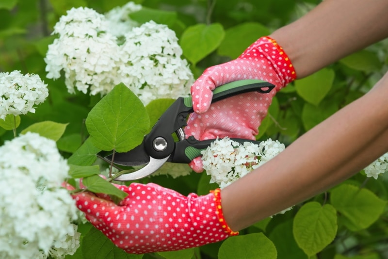 pruning hydrangeas flower
