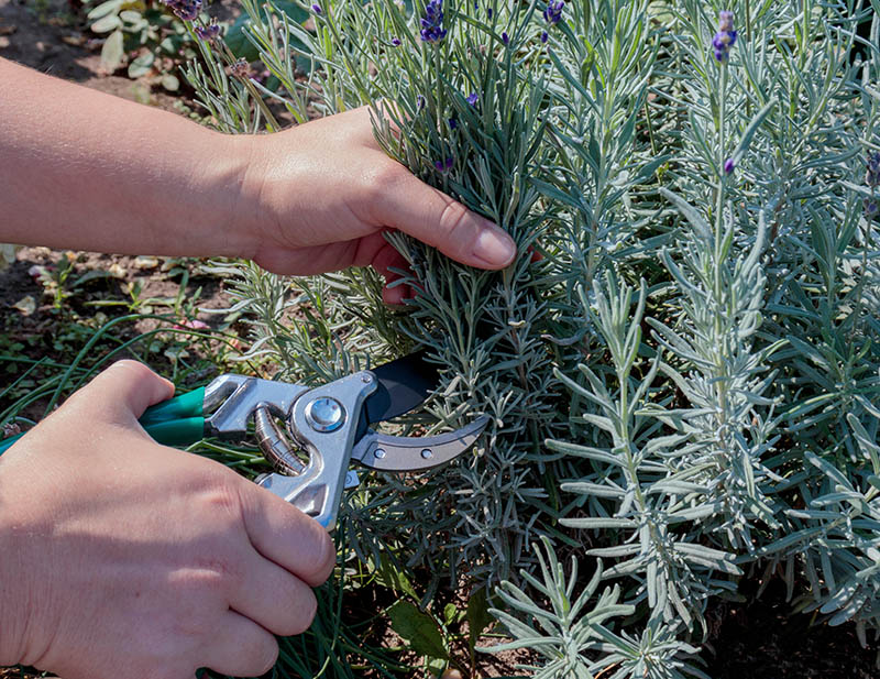 pruning lavender bushes