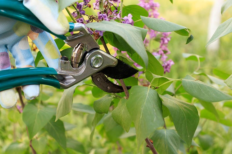 pruning lilacs