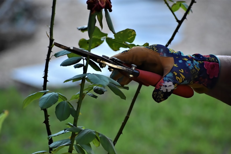 pruning roses