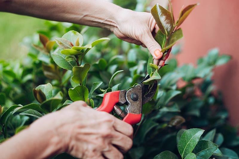 pruning the branches of camellia
