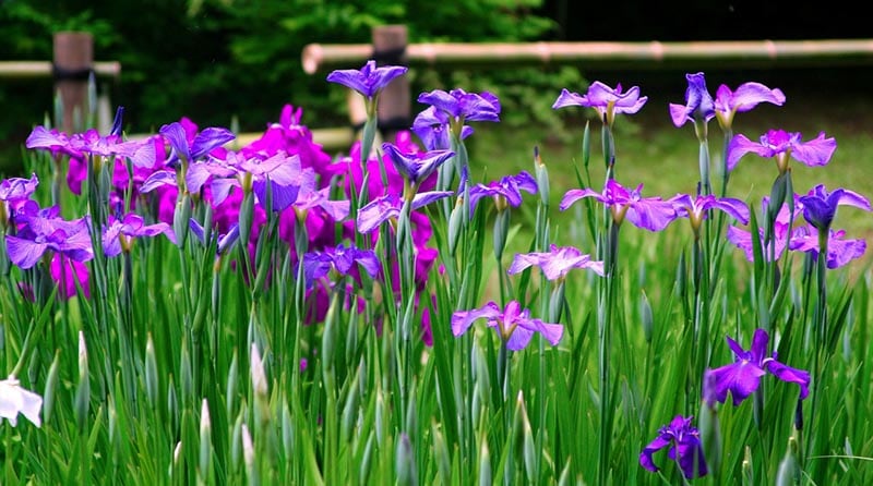 purple iris flowers blooming