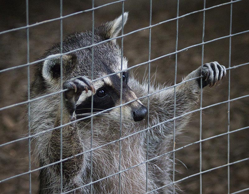 raccoon in a cage