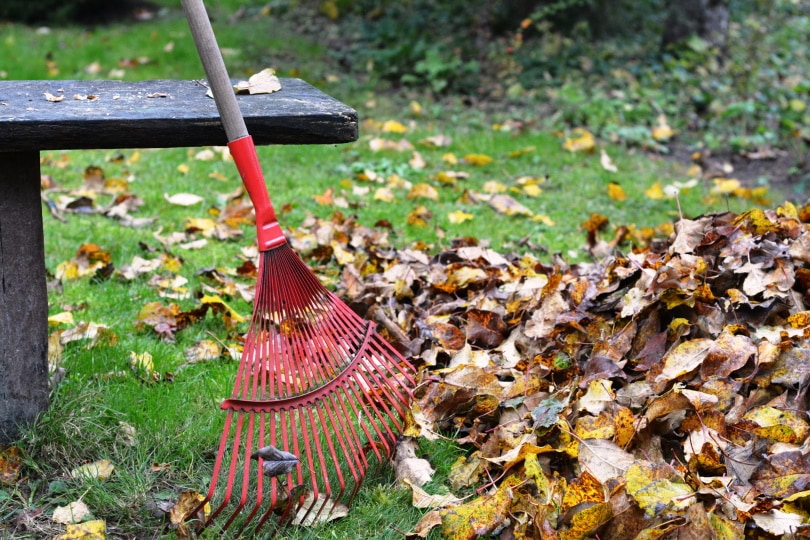 rake near dried leaves