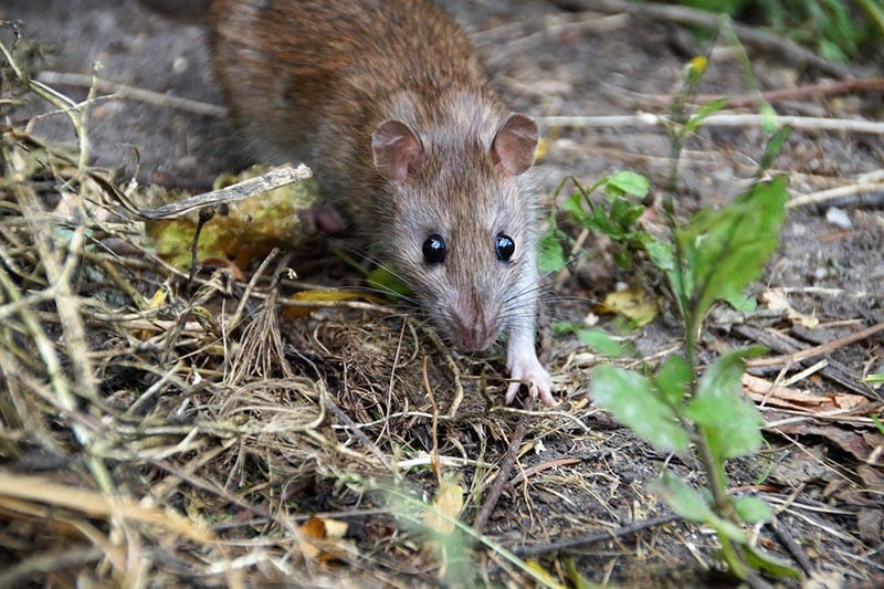rat on the ground