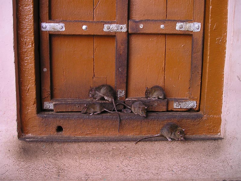 rats on the window