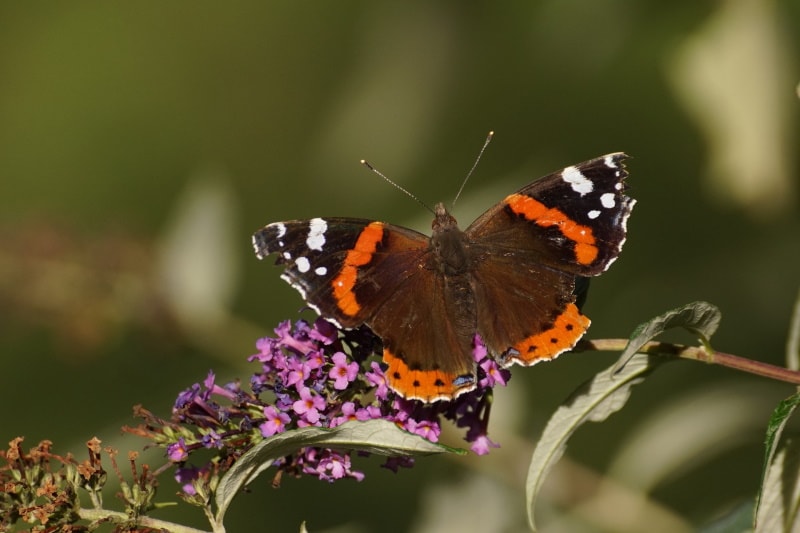 red-admiral butterfly