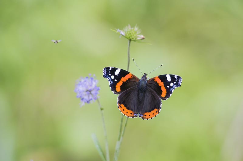 red admiral butterfly