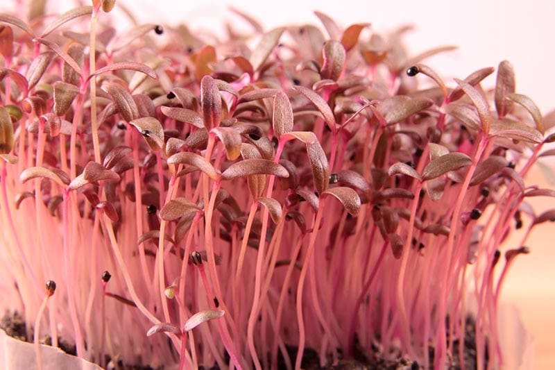 Red amaranth microgreens
