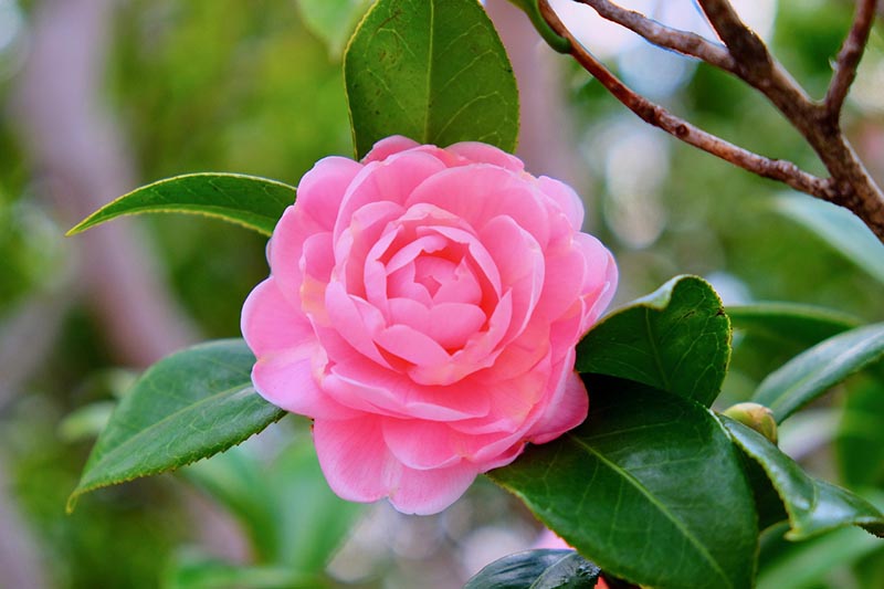 red camellia