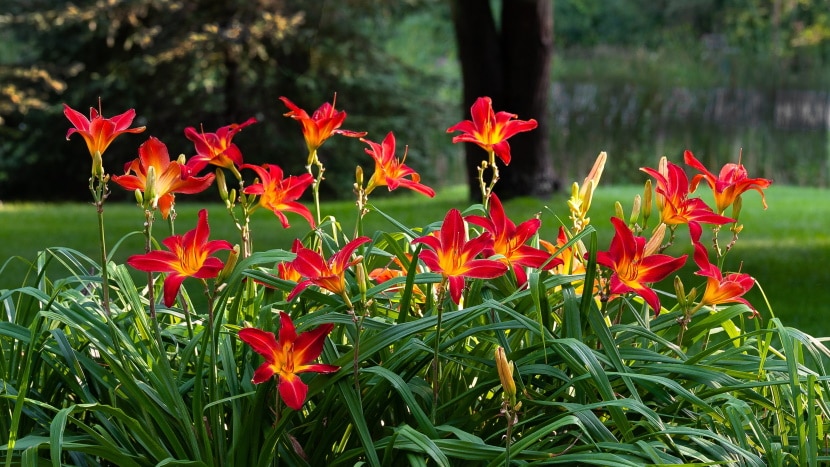 red day lilies in the garden