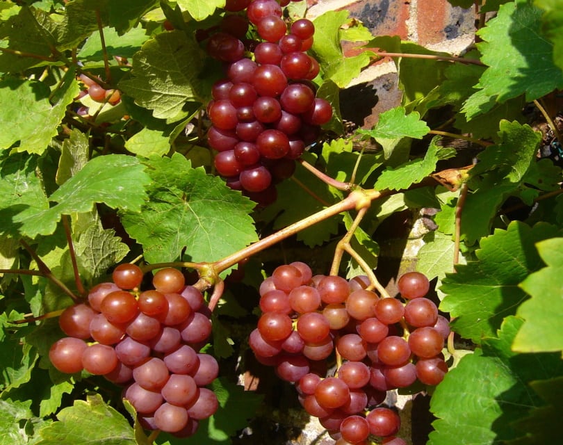 red grapes