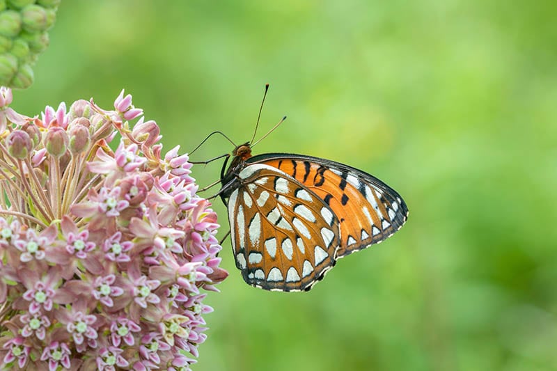 Regal Fritillary