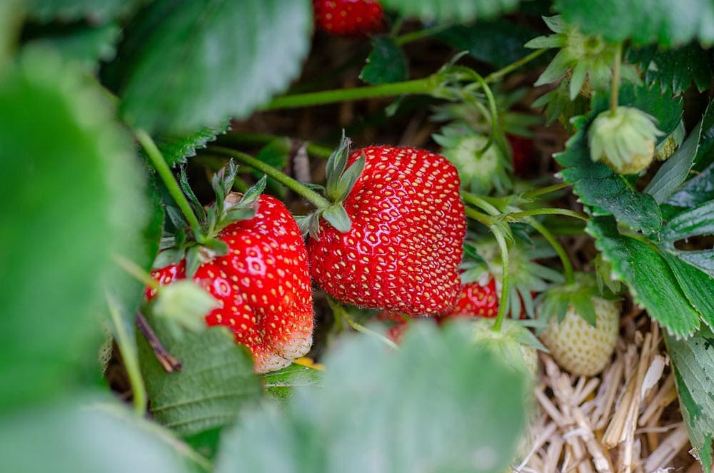 ripe strawberries