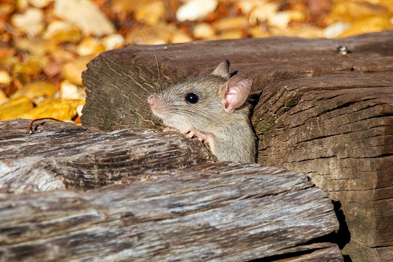 roof rat peeking from a wood
