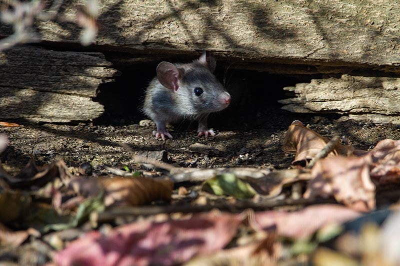 roof rat peeking