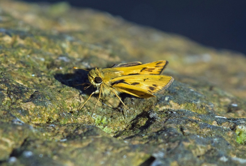 sandhill skipper butterfly