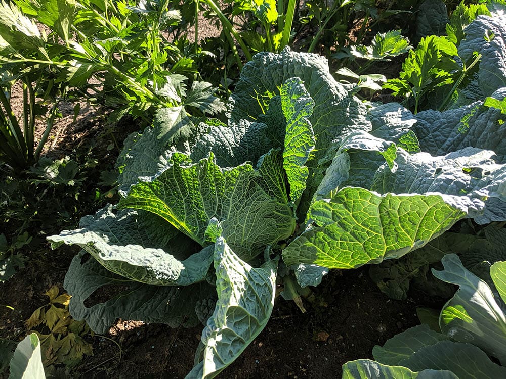 savoy cabbage