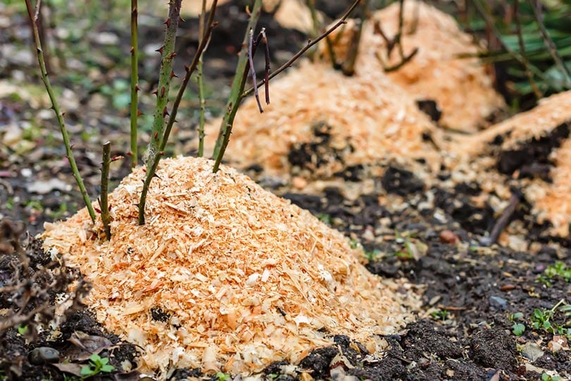 sawdust on growing roses