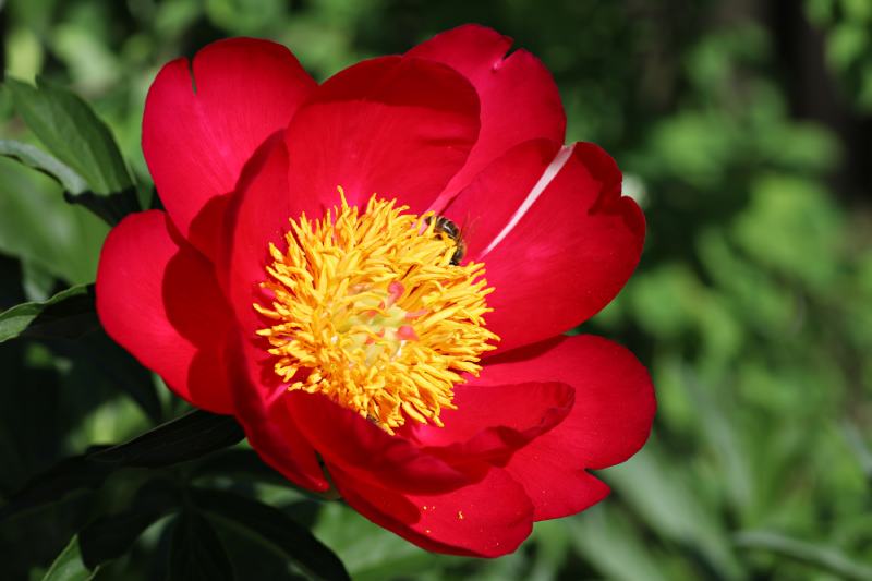 scarlett o’hara peony (Paeonia “Scarlett O’Hara”)