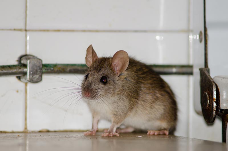 ship rat