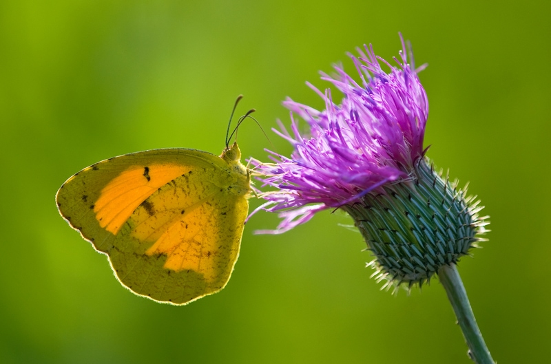 sleepy orange butterfly on a purple flower