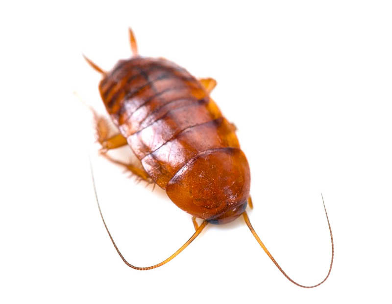 Smokybrown cockroach