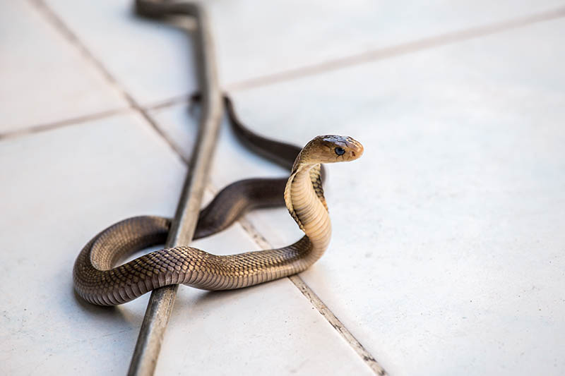 snake inside the house