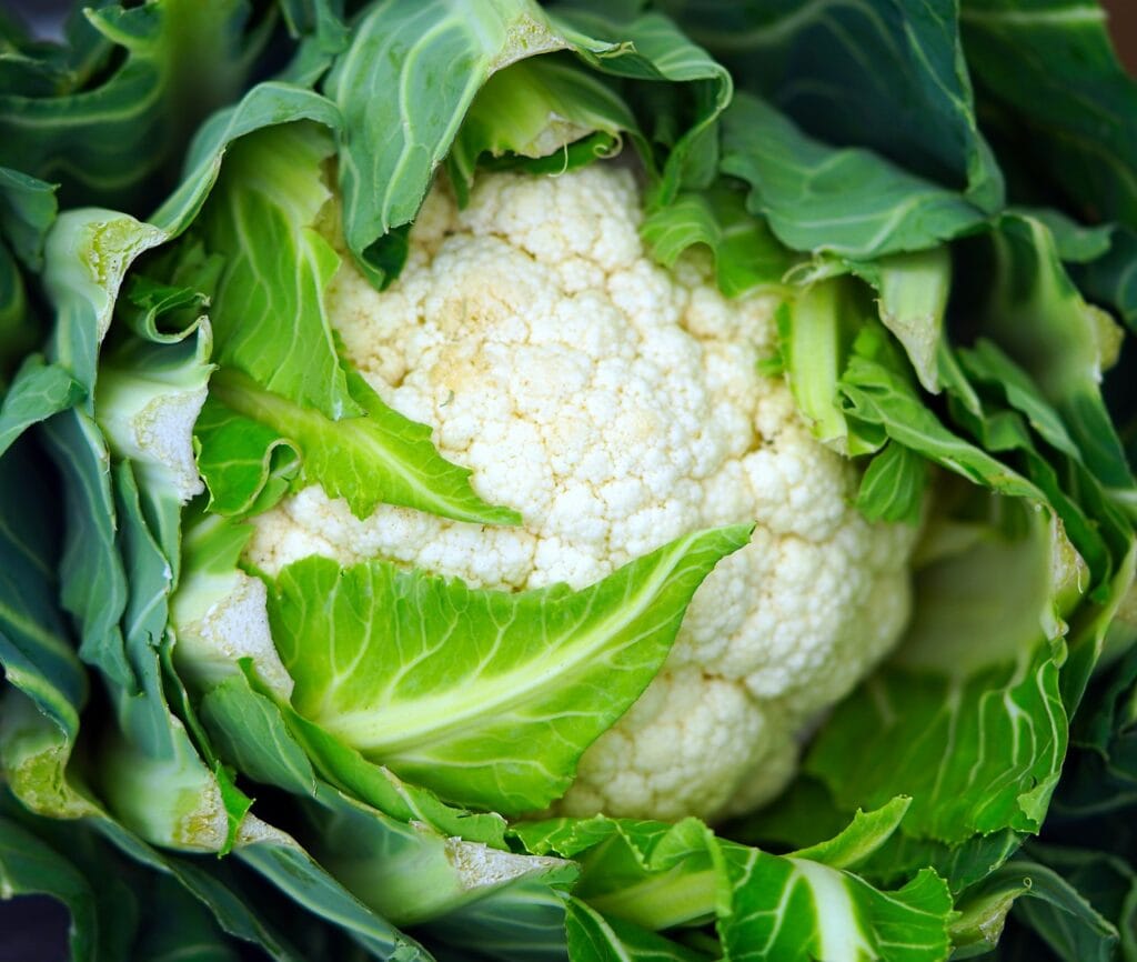 snow crown cauliflower