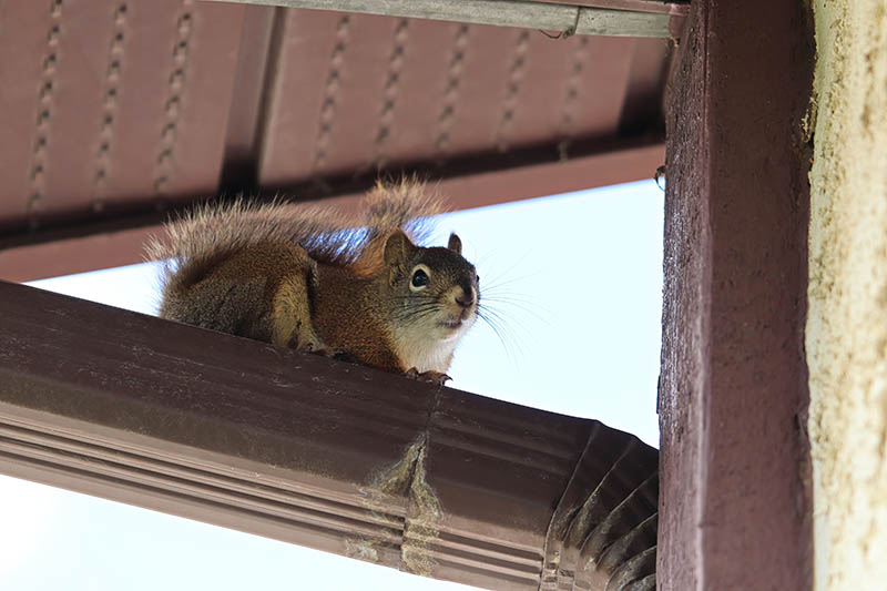 squirrel ontop of an eavestrough