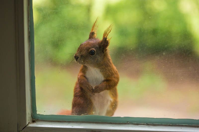 squirrel sitting beside a window